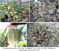 Image result for Priva curtisiae