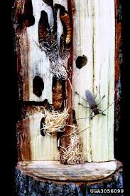 Fast response to rodent infestations. Biological Processes Springerlink