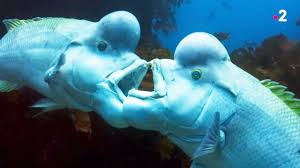 La suède fait face à une augmentation régulière des enfants transgenres qui souhaitent changer de sexe ces dernières années. Poisson