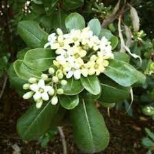Image result for Pittosporum tobira