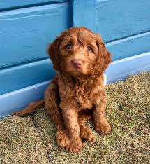 We help each family select the right puppy for their lifestyle, while keeping the individual needs of each puppy in mind as well. Sharper Poodles And Doodles In San Francisco California
