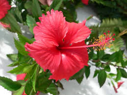 Detail De L Image Fleur D Hibiscus Bissap Antioxydant Naturel Hibiscus Biologique Hibiscus Flowers Artemisia Annua