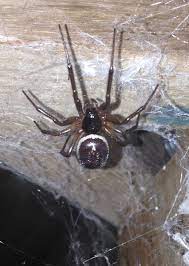 The markings on its back are very symmetrical though it doesn't appear so here. Spider Invasion How Do I Know If A Spider In My Garden Is Dangerous Irish Mirror Online
