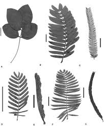 Image result for Chamaecrista falcinella