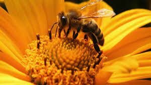 Welcome to a new way to get your nectar on. Meaning Of Nectar Youtube