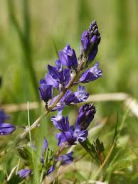 Image result for Polygala transvaalensis