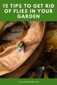 The common house fly generally eats a mix of rotting garbage and animal feces. 15 Tips To Get Rid Of Flies In Your Garden