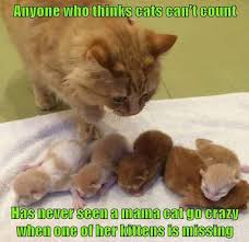 Catsmemes Funny Animal Pictures Cat Memes Just Like Cat Funniest Animals Cat Fun Cat Funny Cat Cats Cat Cute Cat Stuff F Cats Cute Animals Cute Cats