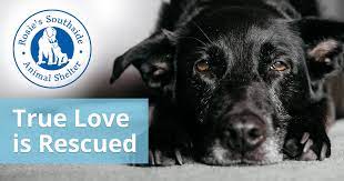 Thousands of dogs and cats across the country are up for adoption and are eagerly waiting for their forever homes and families. Rosie S Southside Animal Shelter
