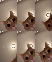 Pin On Cute Animals