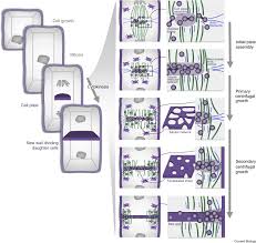 It cannot constrict like a plasma membrane. Cytoskeletal Regulation Of Primary Plant Cell Wall Assembly Sciencedirect