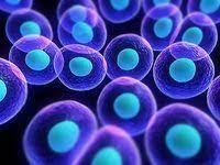 Animal cells are considered eukaryotic and bacterial cells prokaryotic. Prokaryotic Eukaryotic Cells Science Quiz Quizizz