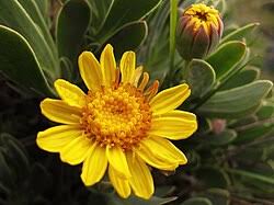 Image result for Hertia