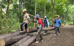 Penebangan hutan untuk tujuan pembalakan,pertanian,pembinaan petempatan dan jalan raya akan menyebabkan permukaan bumi akan terdedah kepada hakisan. Warga Desa Tubokarto Wonogiri Minta Penebangan Pohon Di Hutan Milik Perhutani Dihentikan