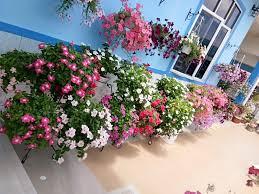 Selain itu, pokok teduhan ini berperanan sebagai ; Wanita Ni Kongsi Tanaman Kubis Bunga Bungaan Penuh Di Laman Rumah Ruang Jadi Cantik Duit Pun Dapat Kartel Dakwah