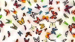 ★purple butterflies sparkling★ wide desktop background. Butterflies Background Loop Able 3d Animation Stock Footage Video 100 Royalty Free 899353 Shutterstock