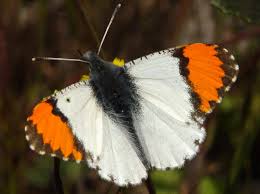 Sara Orangetip