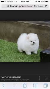 Omg How Adorable Puppies Pomeranian Puppy Pomeranian Puppy For Sale