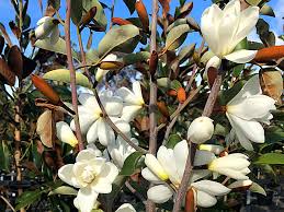 Can range from large shrub to 70 ft. Evergreen Magnolia Product Ods