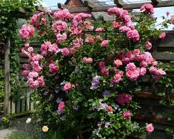 Rosen Und Clematis Clerotiker 2014 Seite 1 Rund Um Die Rose Mein Schoner Garten Online Rosas Trepadeiras Trepadeiras Rosas