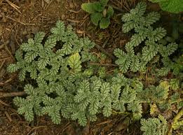 Image result for Coldenia procumbens