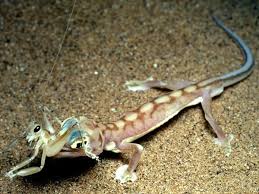 Web Footed Gecko 751 600x450 Jpg 600 450 Leopard Gecko Gecko Incredible Creatures