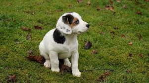 Beagle Jack Russell Terrier Mix Jack A Bee Breed Info Puppy Prices