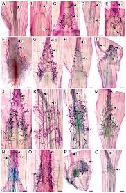 Image result for Astripomoea malvacea