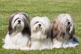 Their fur is known to be silky with the coat color being generally white. 12 Famous Small Long Haired Dog Breeds