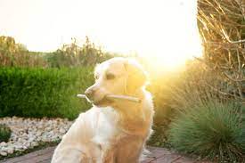 Do Mosquitoes Bite Dogs Terminix