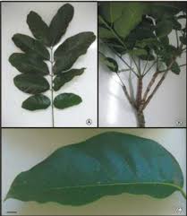 Image result for Khaya