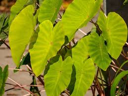Check spelling or type a new query. Colocasia Esculenta Uberwintern Winterschutz Fur Das Elefantenohr