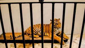 Maybe you would like to learn more about one of these? Momen Dramatis Si Ibu Panjat Kandang Harimau Demi Topinya Dunia Tempo Co
