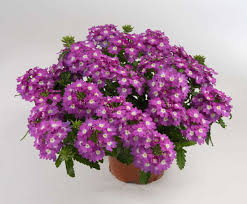 Vanessa™ Compact Violet - Danziger