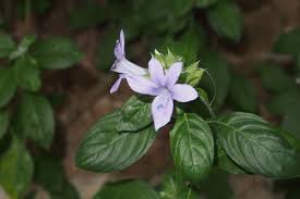 Image result for Barleria laceratiflora