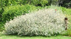 Image result for Helichrysum polioides