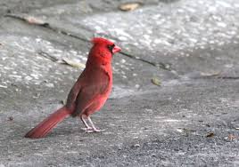 Birds Of Central Florida Lots And Lots Of Cardinals Around West Central Florida This One Was In The Street Near My Home West Central Central Florida Florida
