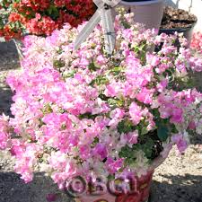 We did not find results for: Bougainvillea 101 Bgi Premium Plant Foods