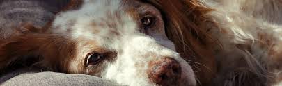 Gentests Auf Erbkrankheiten Bei Hunden