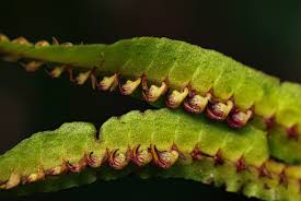 Image result for Bulbophyllum injoloense