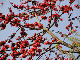 Check spelling or type a new query. Today S Flowers The Silk Cotton Trees Terra Farmer