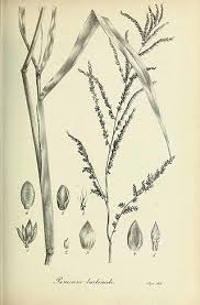 Image result for Urochloa arrecta