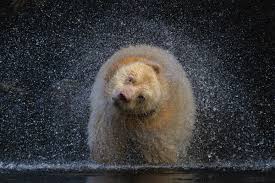 Maybe you would like to learn more about one of these? Our Planet S Most Amazing