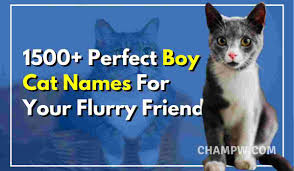 They are popular among celebrities. 1500 Perfect Boy Cat Names For Your Flurry Friend In 2021