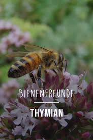 Bienenfreunde Thymian Rettet Die Bienen Wir Sagen Euch Wie Ihr Euren Garten Und Balkon Bienenfreundlicher Garten Bienenfreundliche Pflanzen Wildblumenwiese