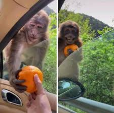 Maybe you would like to learn more about one of these? Giving An Orange To A Monkey Meme Template Memeeconomy