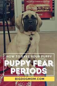 Development of these fears tends to be more about situations than to. Puppy Fear Periods 5 Simple Tips That Can Save Your Puppy