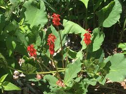 Image result for Erythrina zeyheri