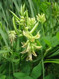 Image result for Astragalus atropilosulus