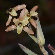 Image result for Dipcadi brevifolium